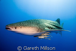 Whale Shark and Remoras, Canon 20D with 10-22mm w/a, twin... by Gareth Millson 